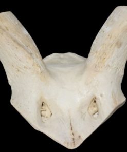 kudu-schedel-