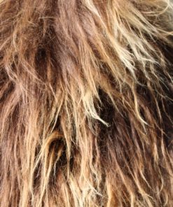 grote schapenvacht-ijsland-natuur bruin-blond-detail-